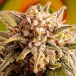Autoflower Cannabis Dyrkningstips
