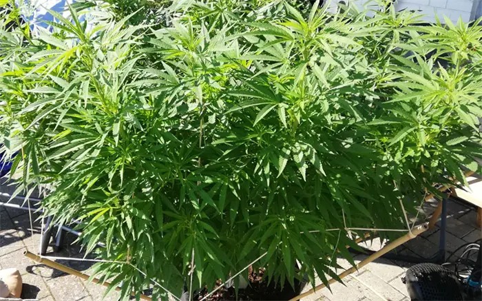 Cannabis Dyrkning