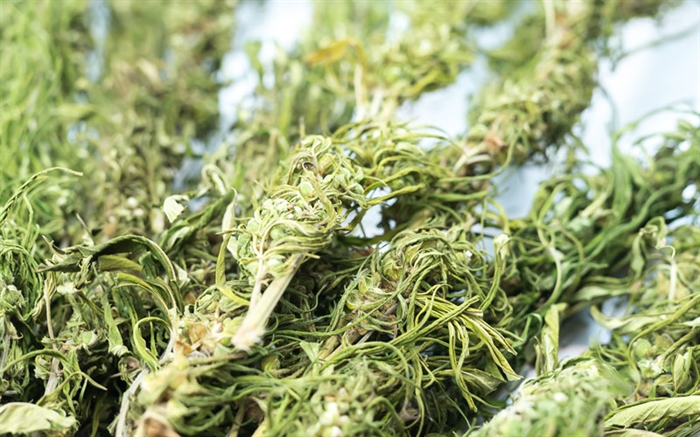 Hvad er Hamp, og kan man andet end at ryge det?