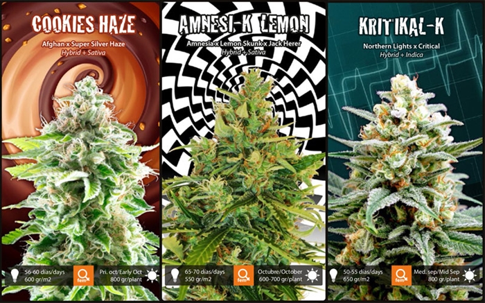 Kannabia Cannabis Frøbank