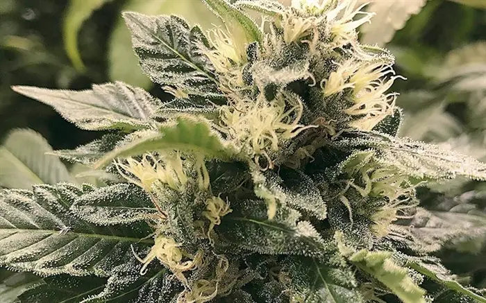 Skunk frø – Hvilken Sort skal jeg vælge