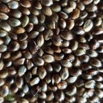 Spiring af Cannabis Frø